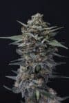 Alien Snack Auto