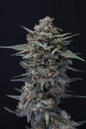 Alien Snack Auto