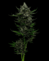 All Gas Auto