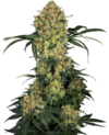 Aloha OG