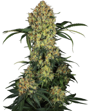 Aloha OG
