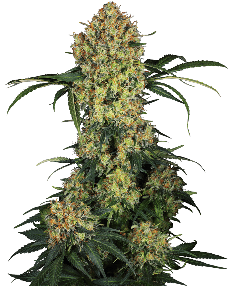 Aloha OG