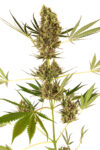 Alpine Delight CBD Auto