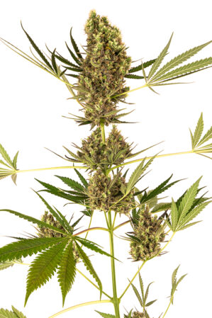Alpine Delight CBD Auto