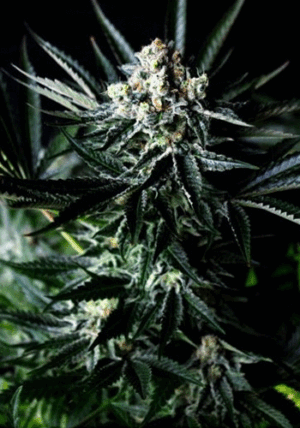 Amazing Auto