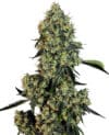 American Line OG Kush