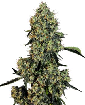 American Line OG Kush