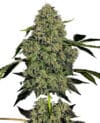 American Line OG Kush Auto