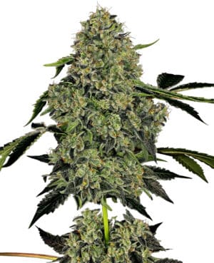 American Line OG Kush Auto