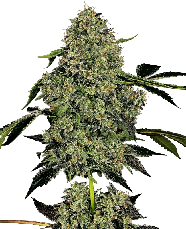American Line OG Kush Auto