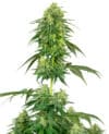 American Line Strawberry Kush