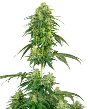 American Line Strawberry Kush