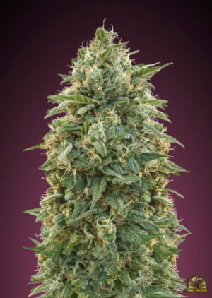 Amnesia (Advanced Seeds)