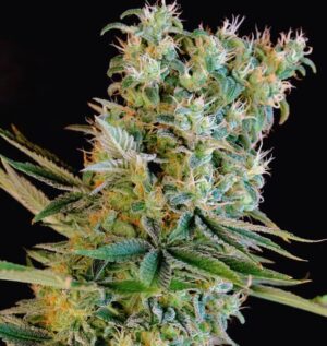 Amnesia Bilbo