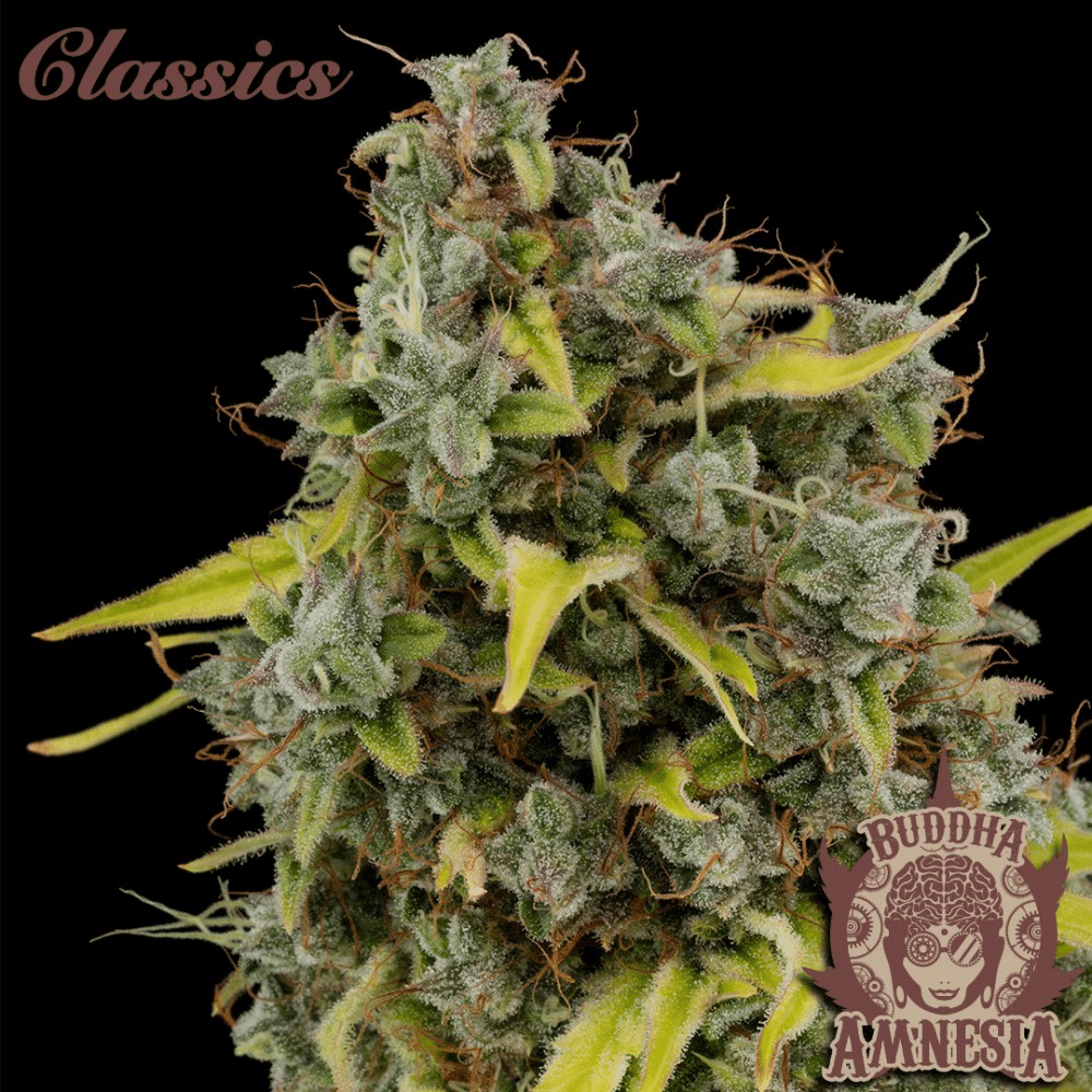 Amnesia (Buddha Seeds)