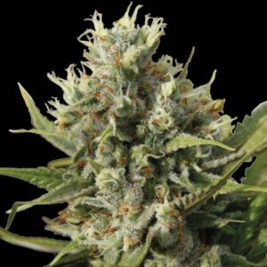 Amnesiac Auto