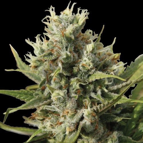 Amnesiac Auto