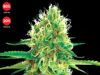 Amnesia (Exclusive Seeds Bank)