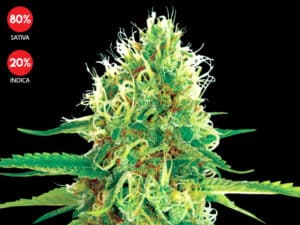 Amnesia (Exclusive Seeds Bank)