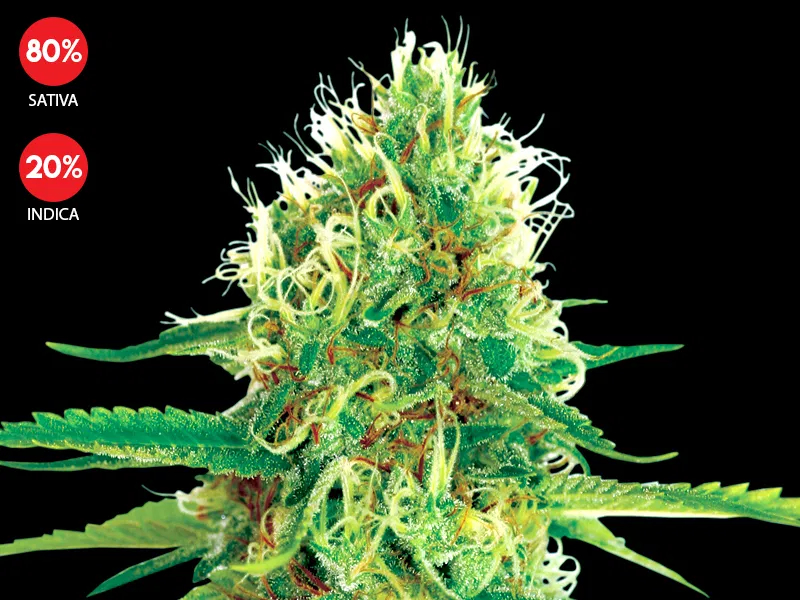 Amnesia (Exclusive Seeds Bank)