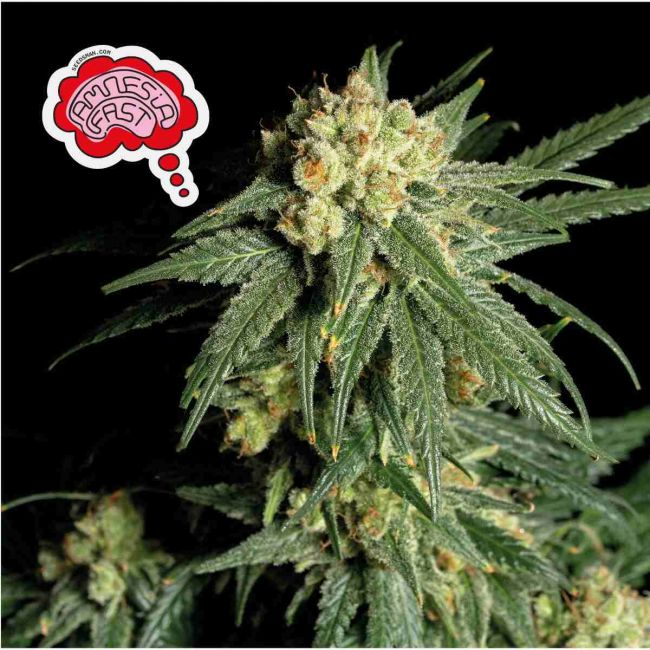 Amnesia FAST