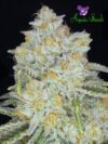 Amnesia Flash Auto