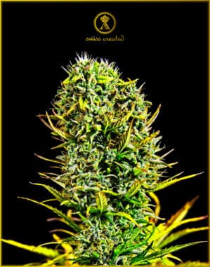 Amnesia Haze (Anaconda Seeds)