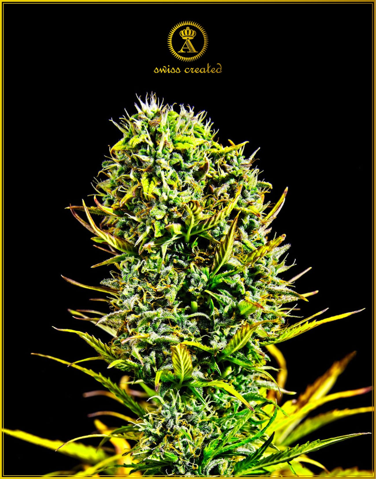 Amnesia Haze (Anaconda Seeds)