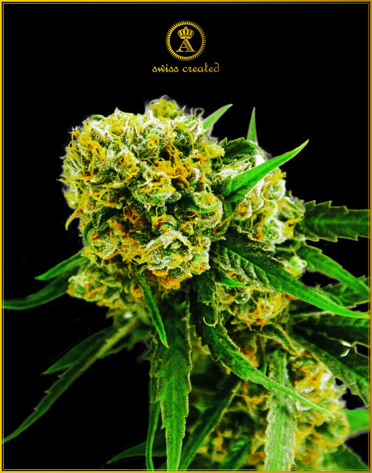 Amnesia Haze Auto (Anaconda Seeds)