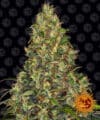 Amnesia Haze Auto (Barney´s Farm)