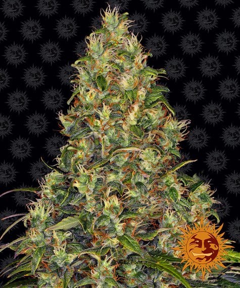 Amnesia Haze Auto (Barney´s Farm)