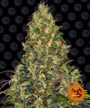 Amnesia Haze Auto (Barney´s Farm)