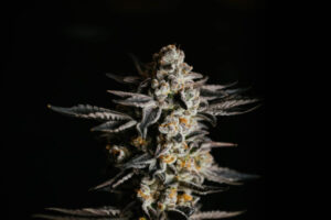 Amnesia Haze Auto (Expert Seeds)