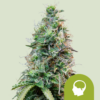 Amnesia Haze Automatic
