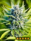 Amnesia Haze Auto (PowerStrains)