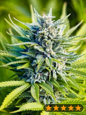 Amnesia Haze Auto (PowerStrains)