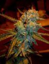 Amnesia Haze (BSB Genetics)