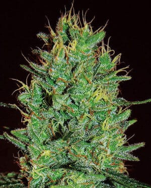 Amnesia Haze (Expert Seeds)