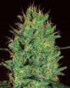 Amnesia Haze (Expert Seeds)