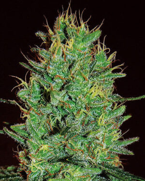 Amnesia Haze (Expert Seeds)
