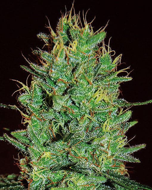 Amnesia Haze (Expert Seeds)
