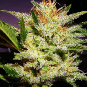 Amnesia Haze (Nirvana Seeds)