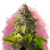 Amnesia Haze Reg. (Nirvana Seeds)