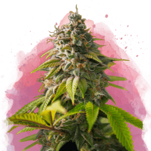 Amnesia Haze Reg. (Nirvana Seeds)