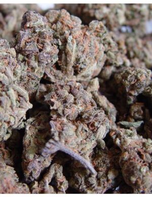 Amnesia Haze (Soma Sacred Seeds NL)