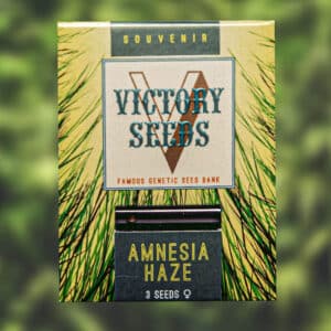 Amnesia Haze (Victory Seeds)