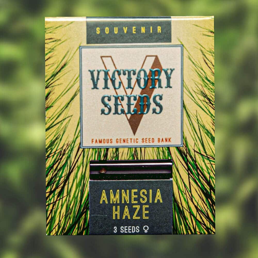 Amnesia Haze (Victory Seeds)