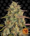 Amnesia Lemon (Barney´s Farm)