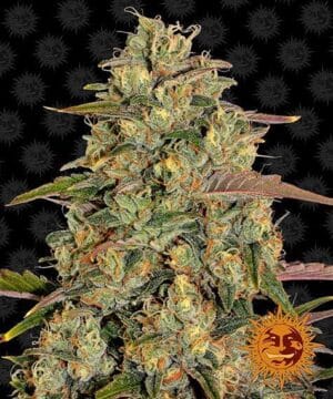 Amnesia Lemon (Barney´s Farm)