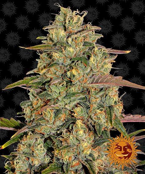 Amnesia Lemon (Barney´s Farm)